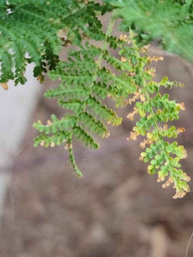 Chamaebatiaria millefolium leaf