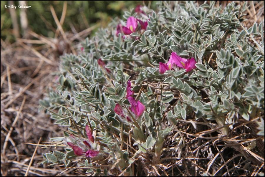 Onobrychis echidna flower