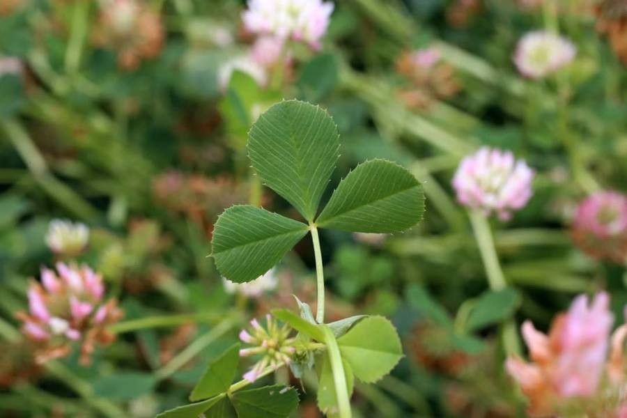 Trifolium michelianum — search result for 'Trifolium'