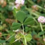 Trifolium michelianum