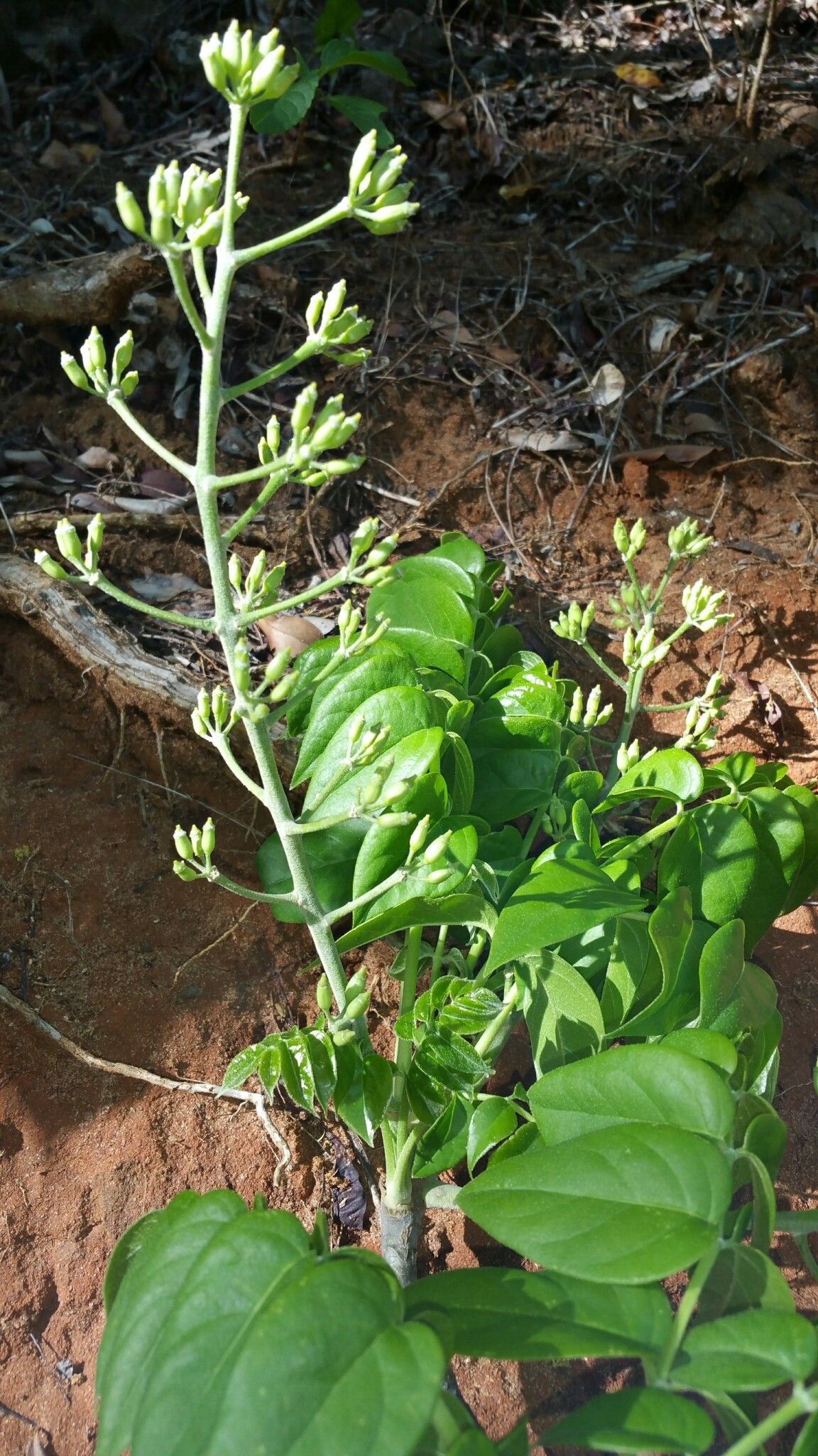 Polyscias boivinii — search result for 'Polyscias'