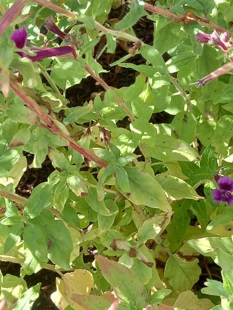 Cuphea lanceolata — search result for 'Cuphea'