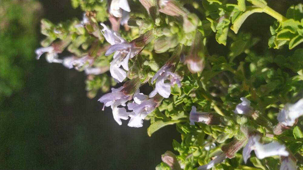 Salvia dentata flower