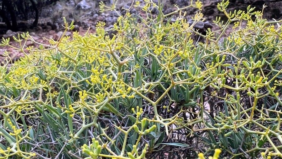 Bupleurum spinosum flower