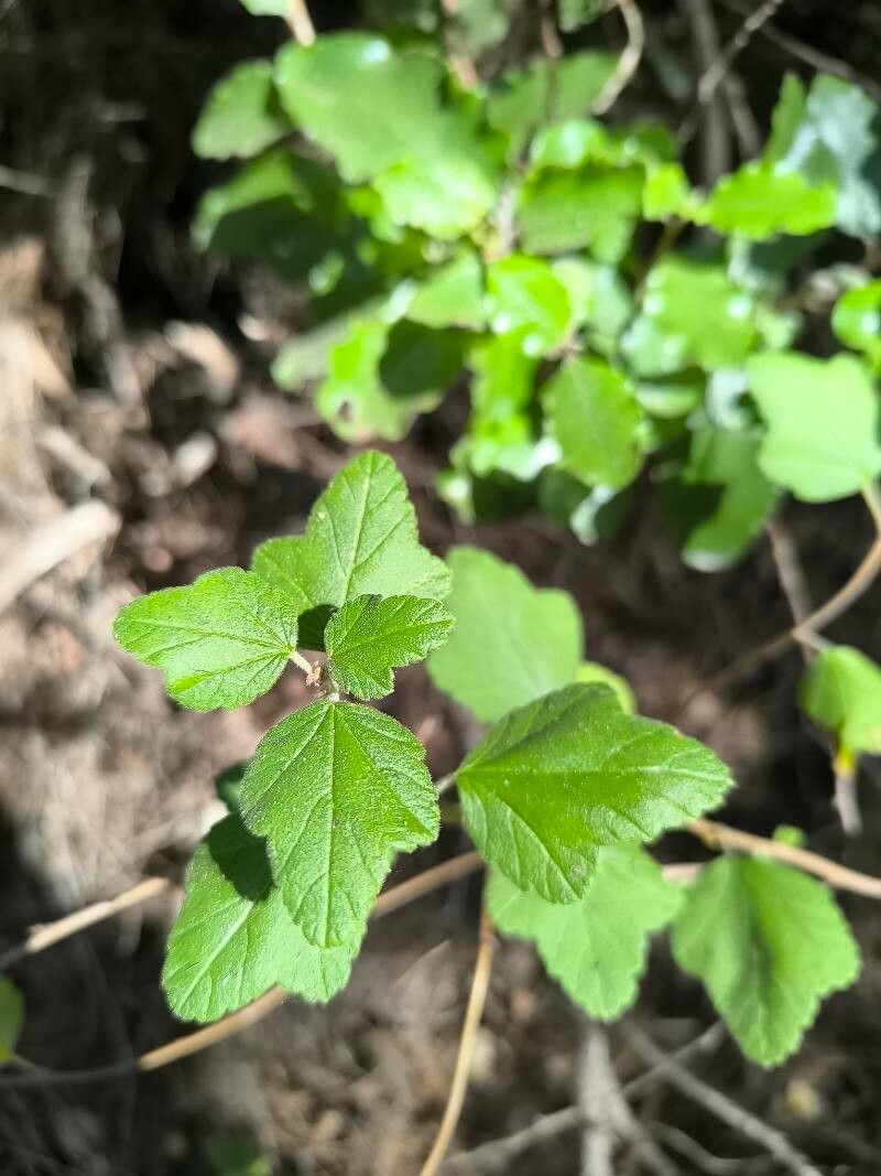 Ribes punctatum — search result for 'Ribes'