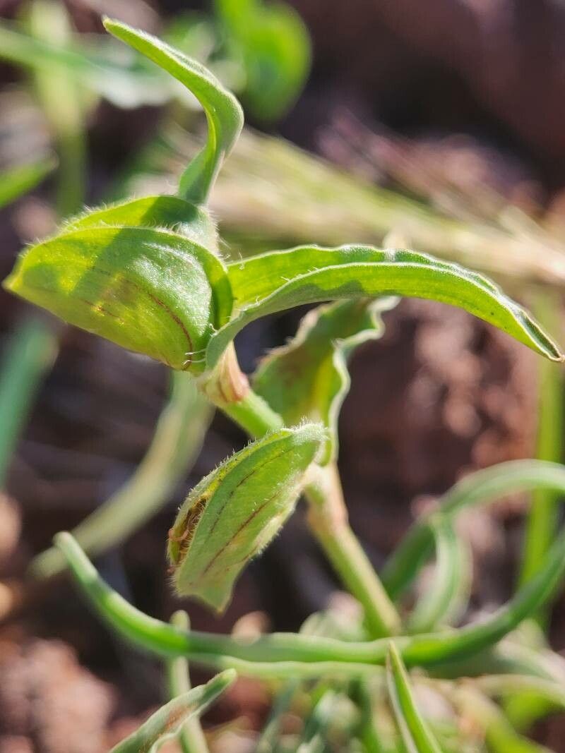Commelina reptans fruit