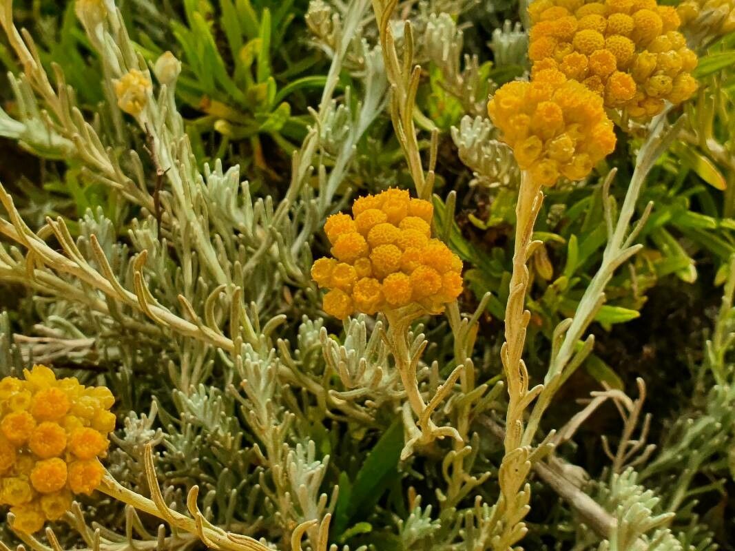 Helichrysum conglobatum flower