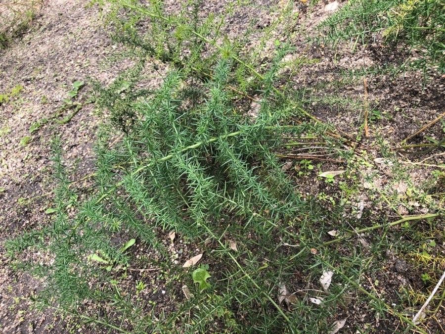 Asparagus aphyllus — houseplant care guide