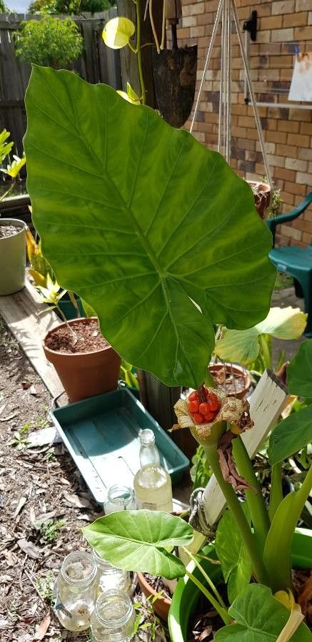 Alocasia odora fruit