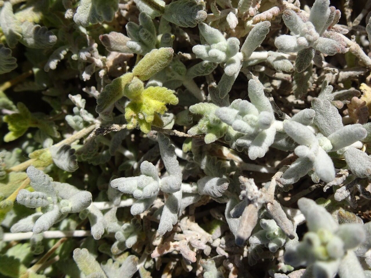 Teucrium aureum leaf