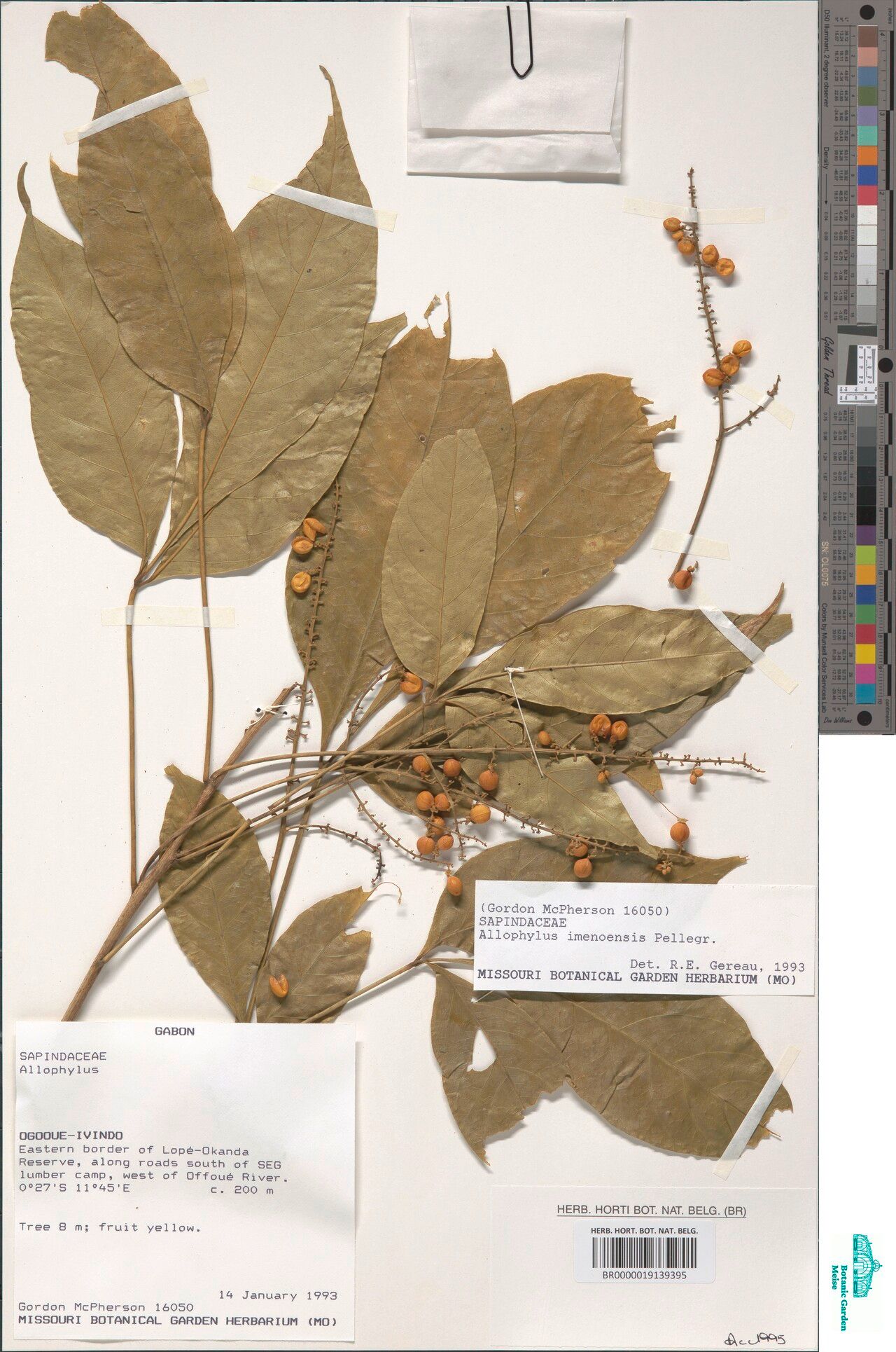 Allophylus imenoensis — houseplant care guide