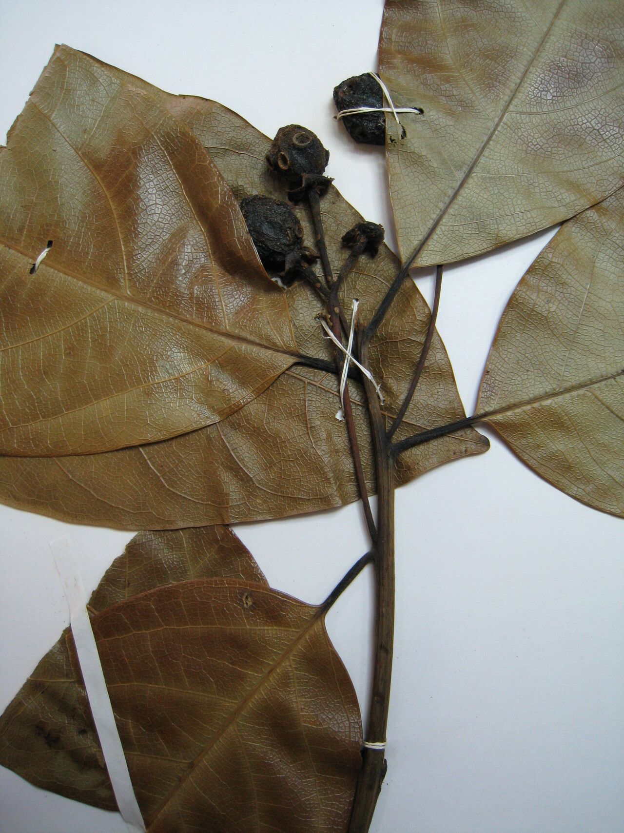 Ocotea cymbarum other