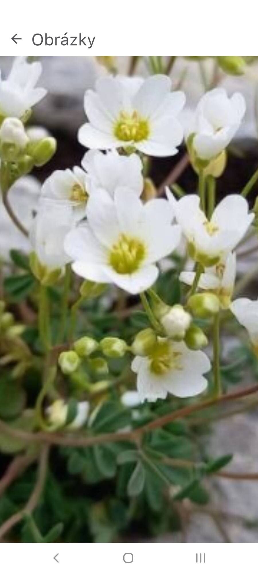 Cardamine glauca — search result for 'Cardamine'