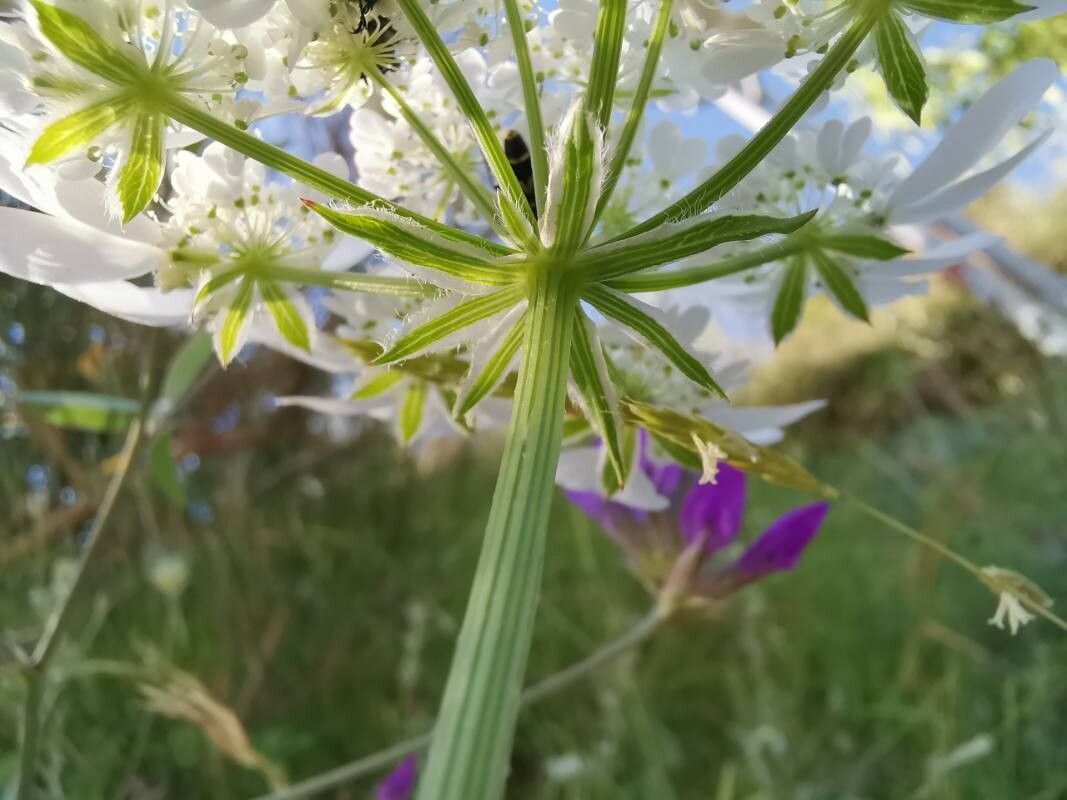 Orlaya daucorlaya flower