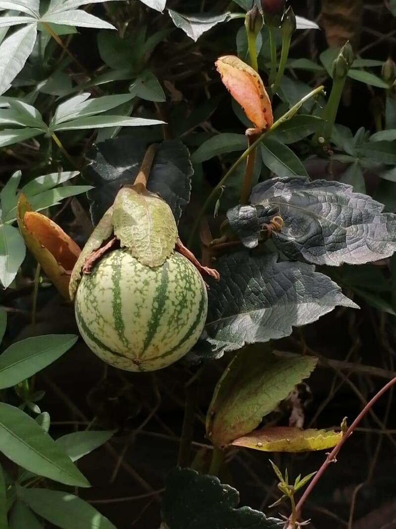 Passiflora miniata fruit