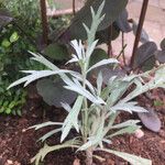 Artemisia ludoviciana