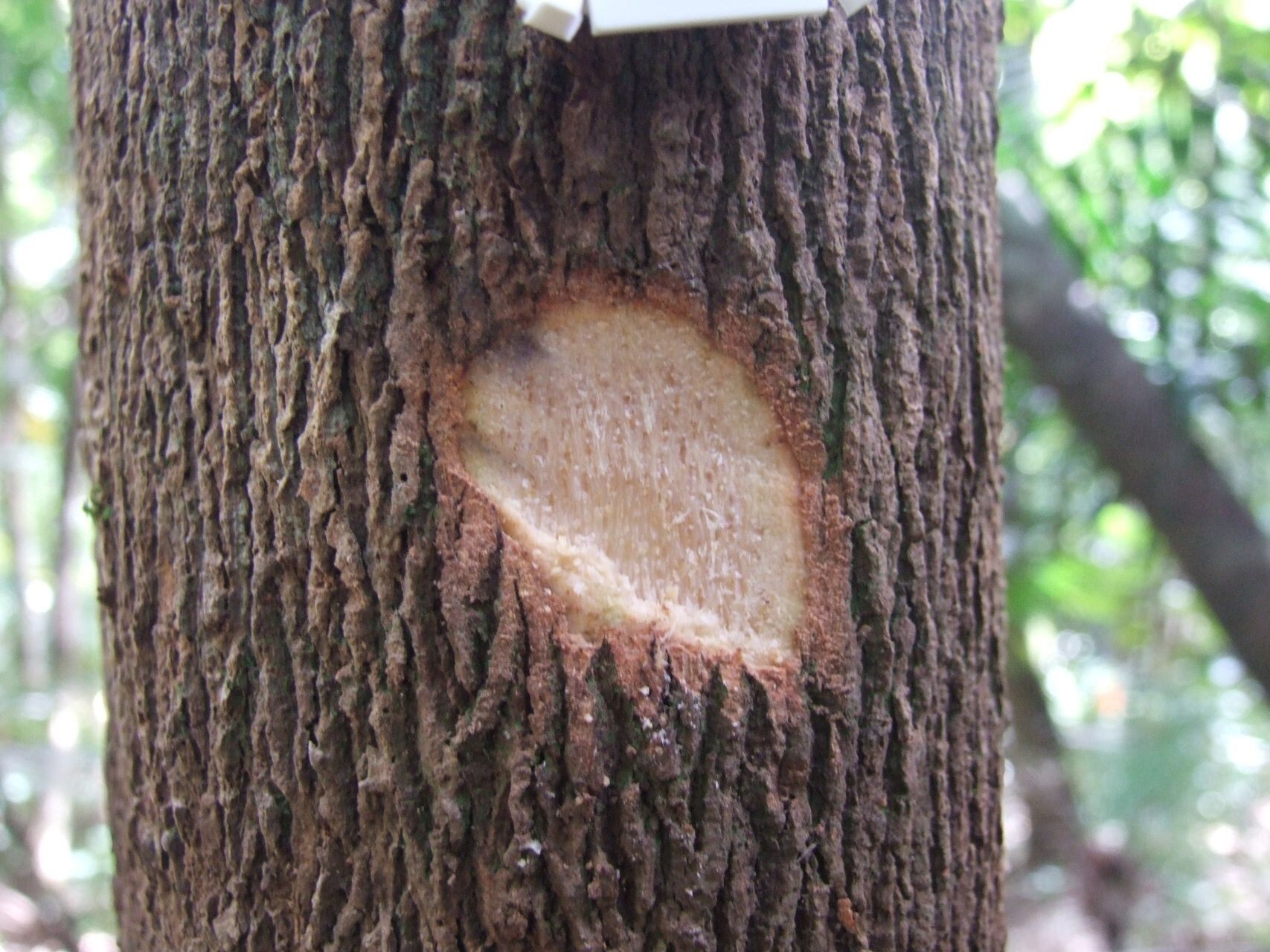 Hedycarya chrysophylla — related species from the same genus