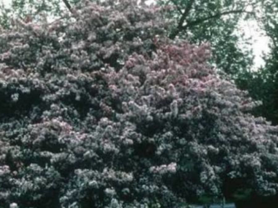 Malus × arnoldiana flower