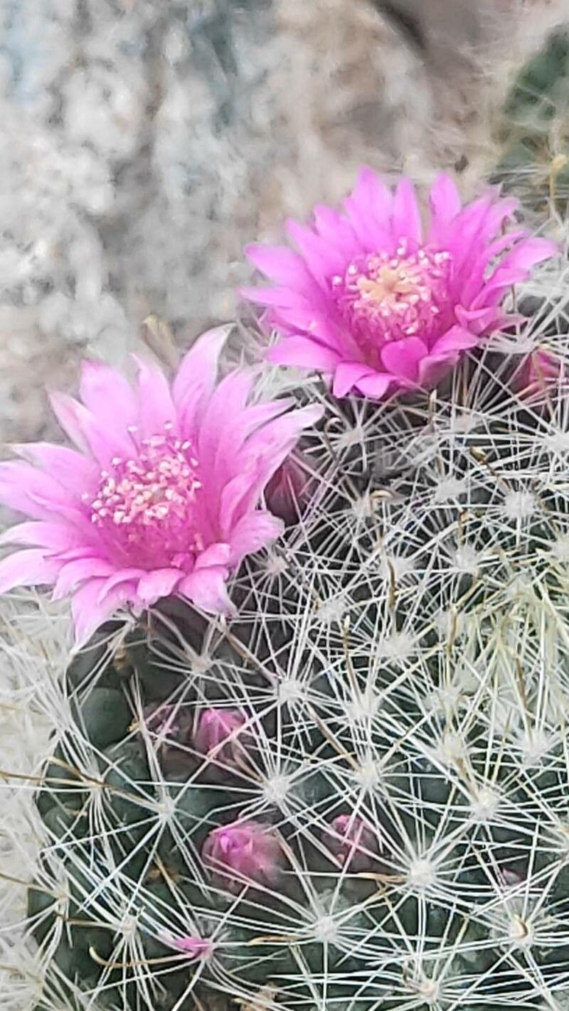 Mammillaria zeilmanniana flower
