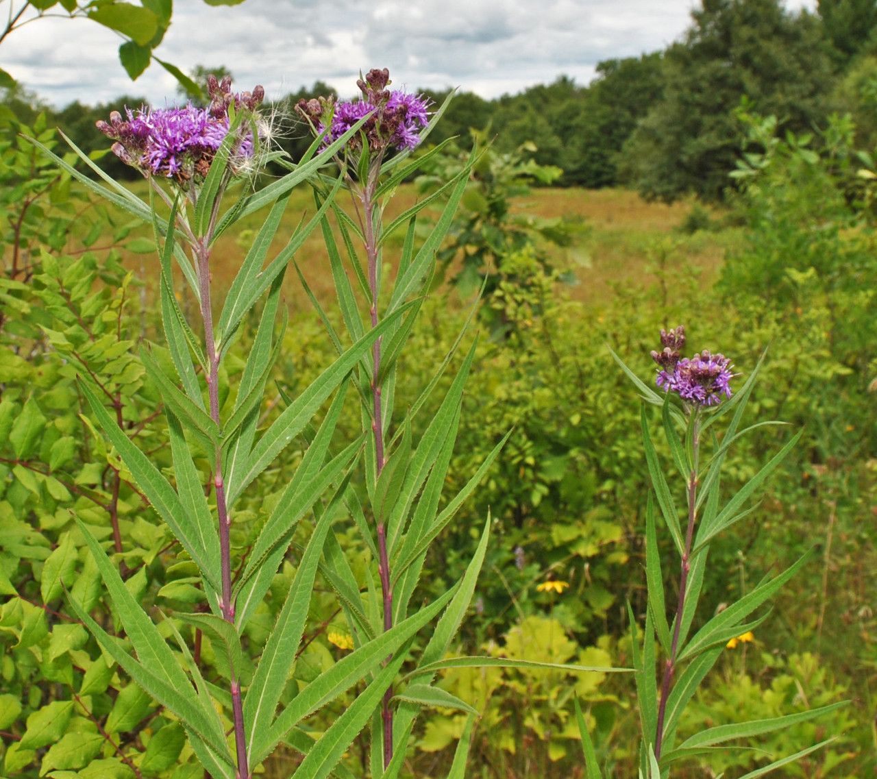 Vernonia fasciculata habit