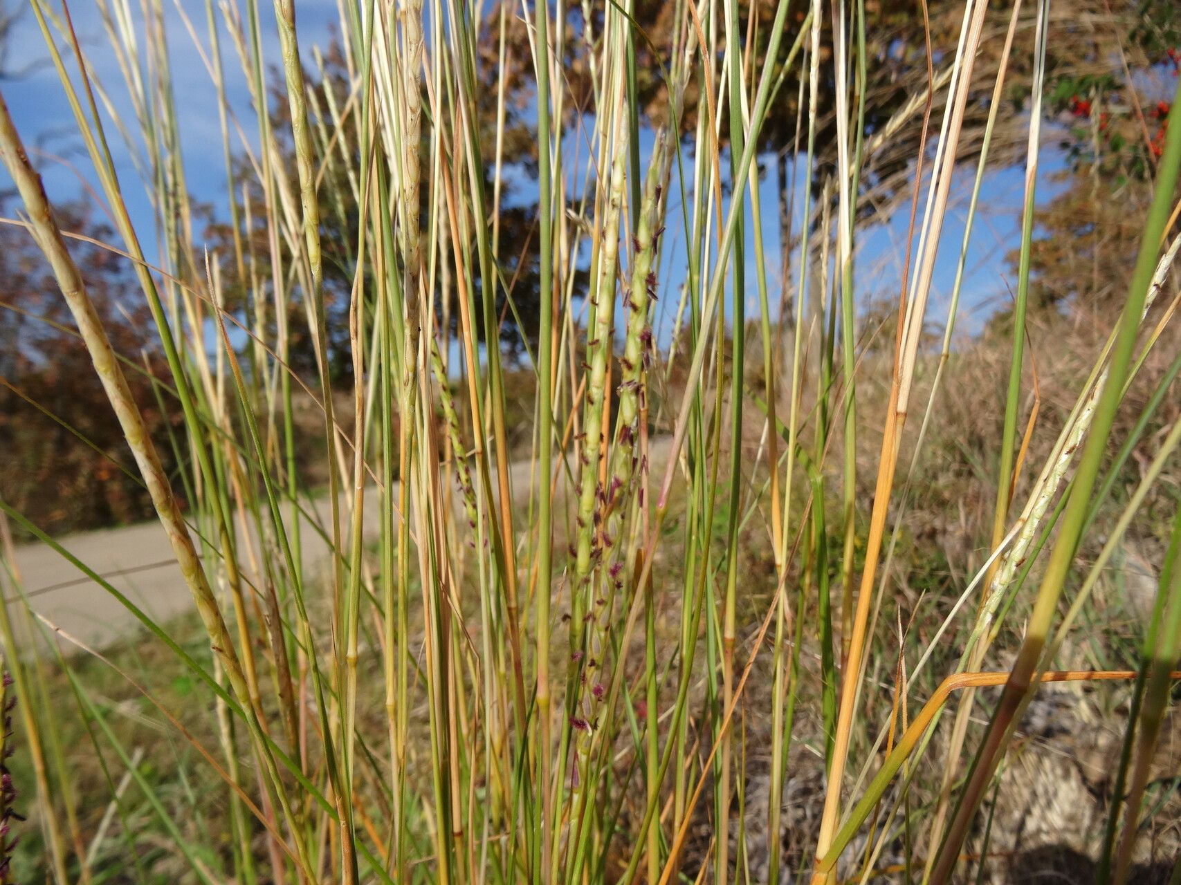 Elionurus tripsacoides flower