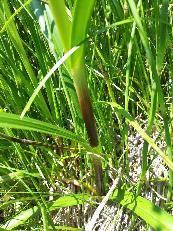 Scirpus microcarpus leaf