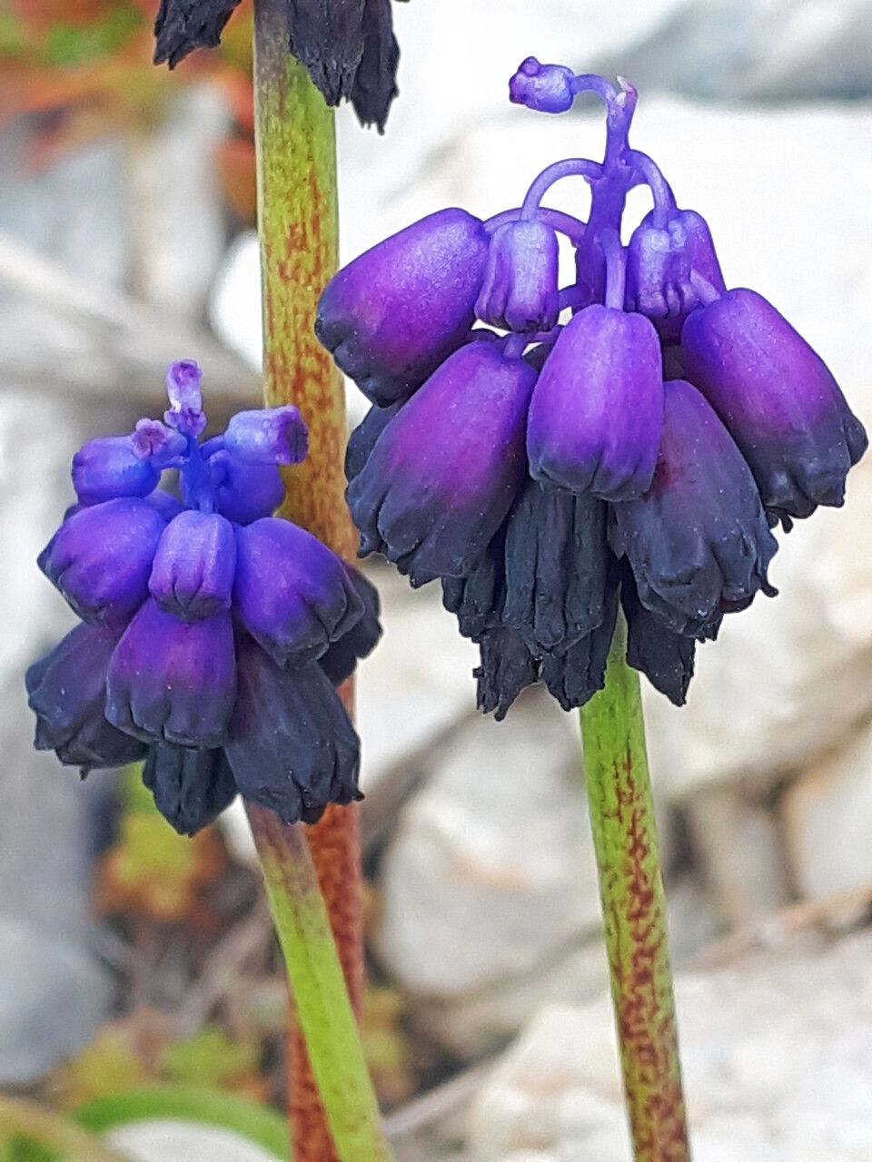 Muscari commutatum flower