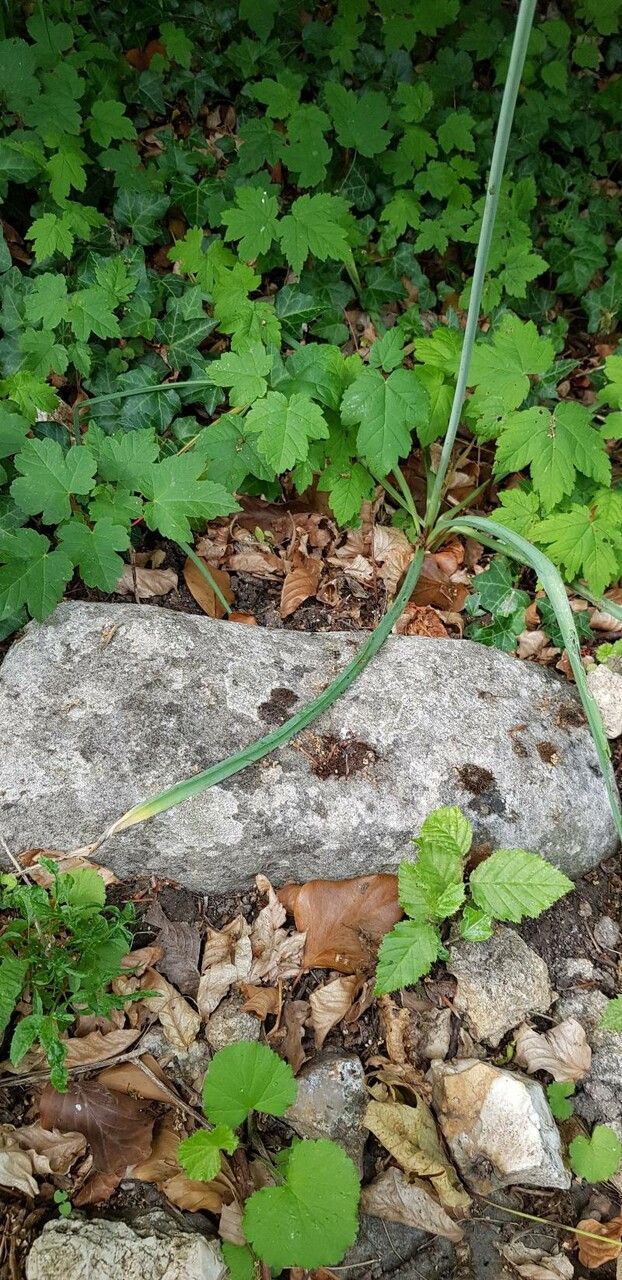 Loncomelos pyrenaicus leaf
