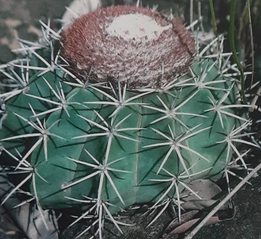 Melocactus brederooanus — houseplant care guide