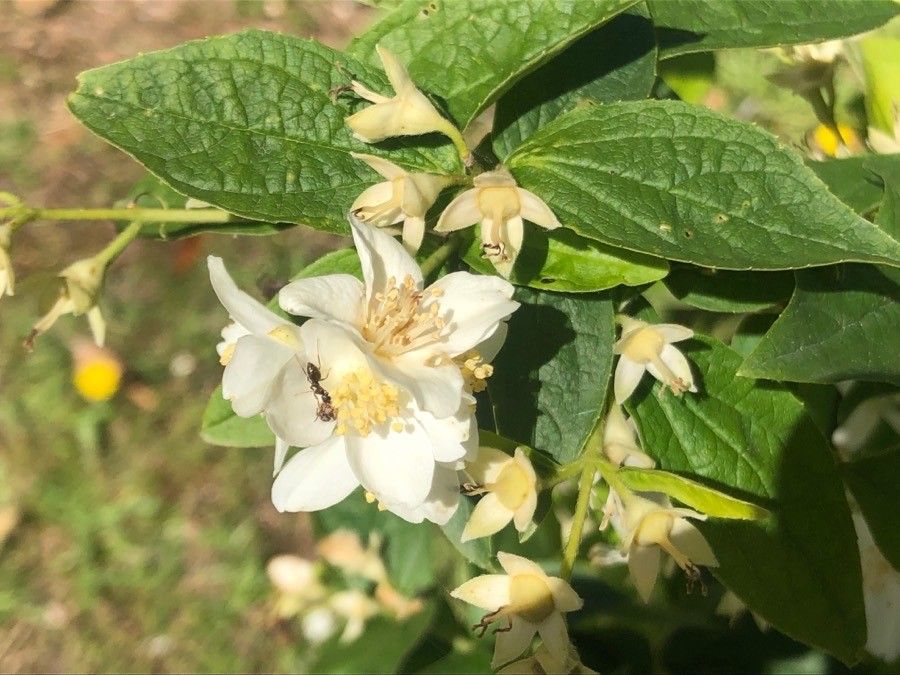 Philadelphus tenuifolius flower