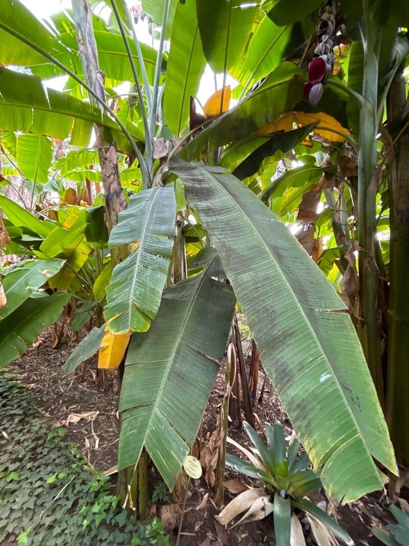 Musa itinerans — search result for 'Musa'