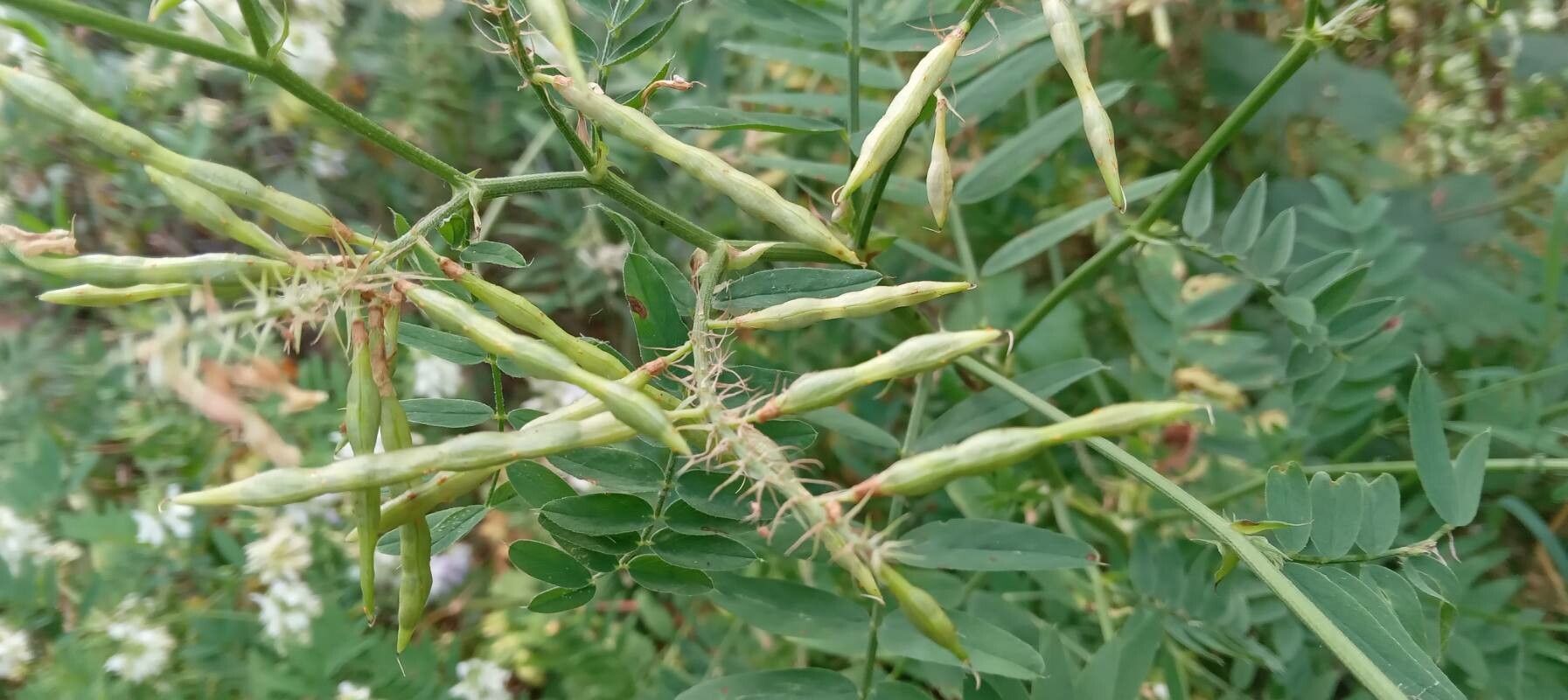 Galega officinalis fruit
