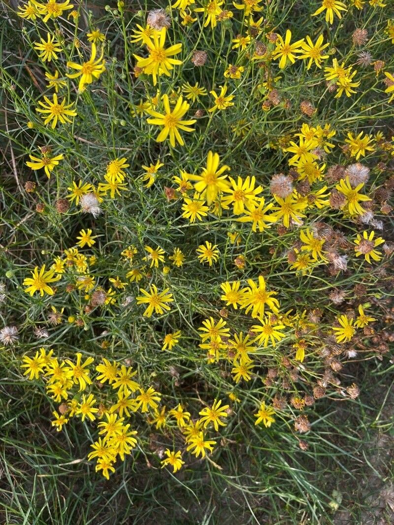 Senecio flaccidus flower