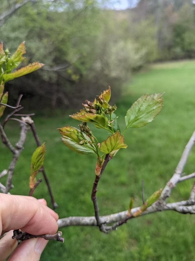 Crataegus viridis flower