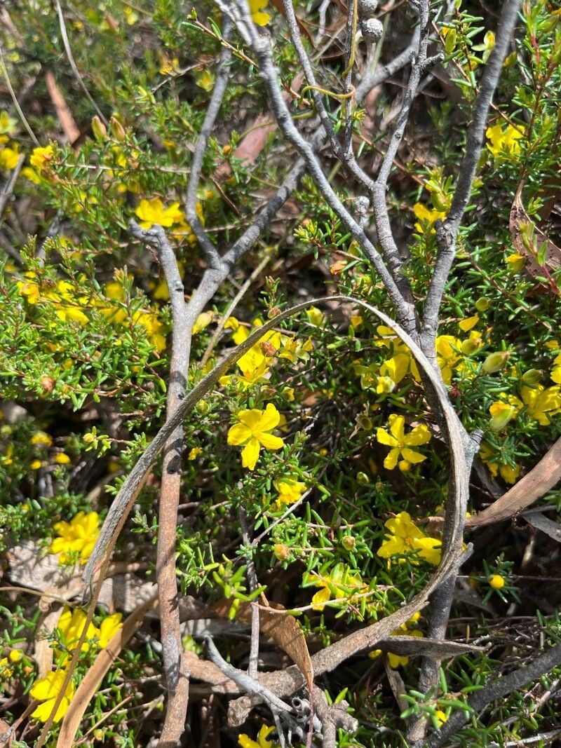 Hibbertia ericifolia — houseplant care guide