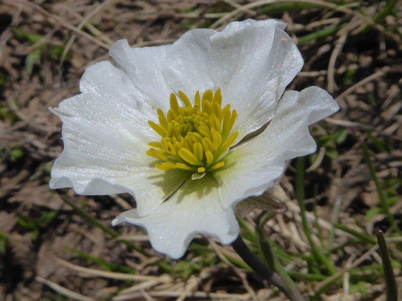 Ranunculus pyrenaeus flower