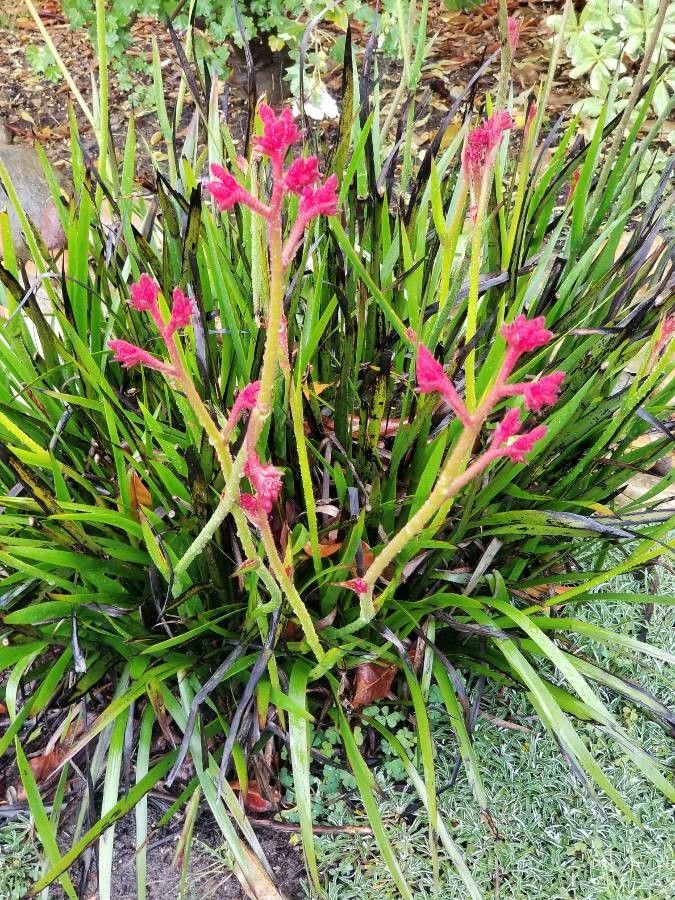 Anigozanthos manglesii habit
