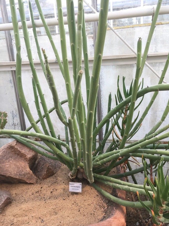 Euphorbia dregeana habit