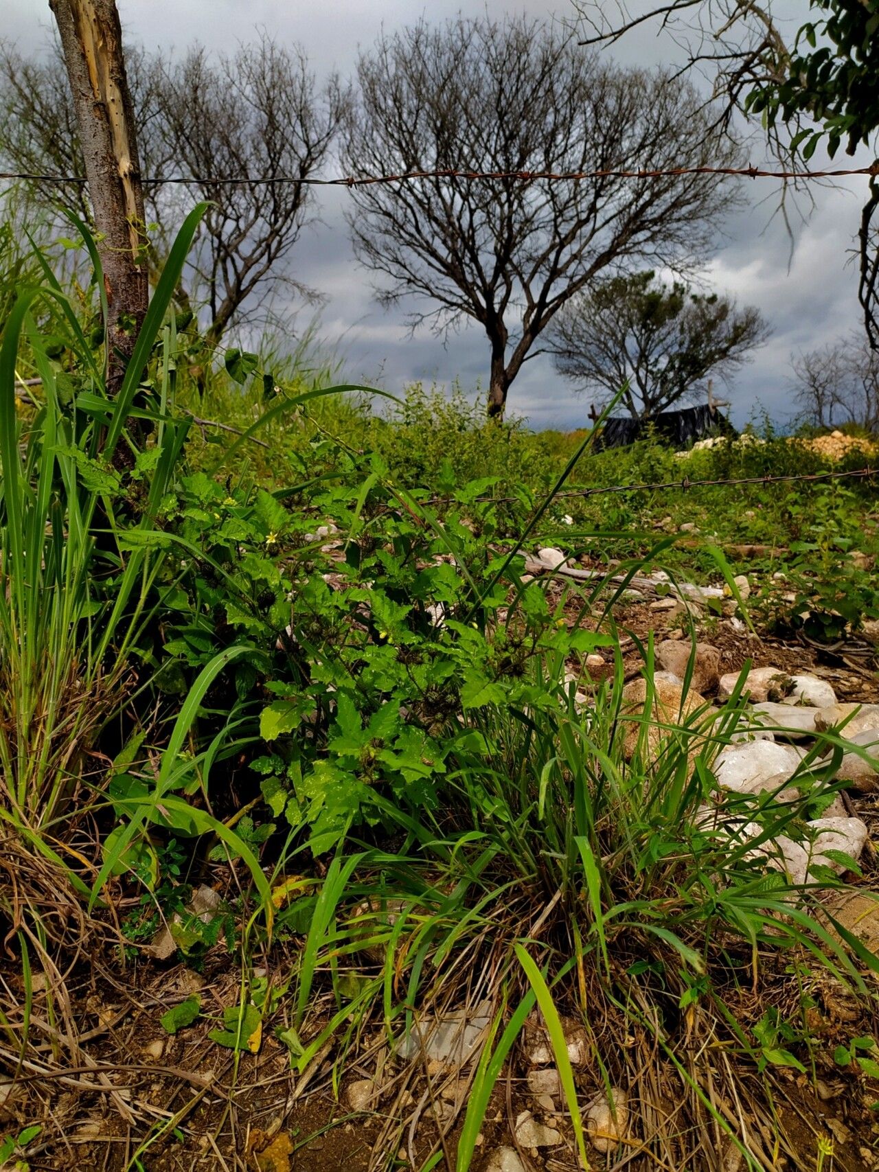 Solanum leucandrum habit