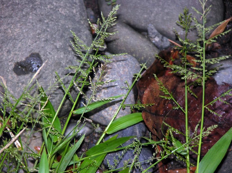 Panicum polygonatum habit