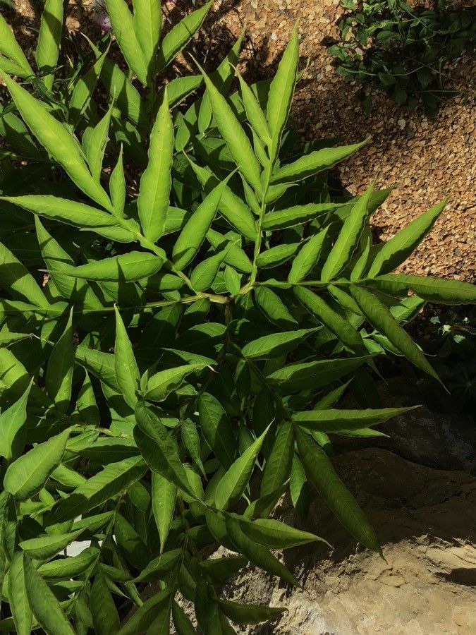 Amorphophallus kiusianus — search result for 'Amorphophallus'