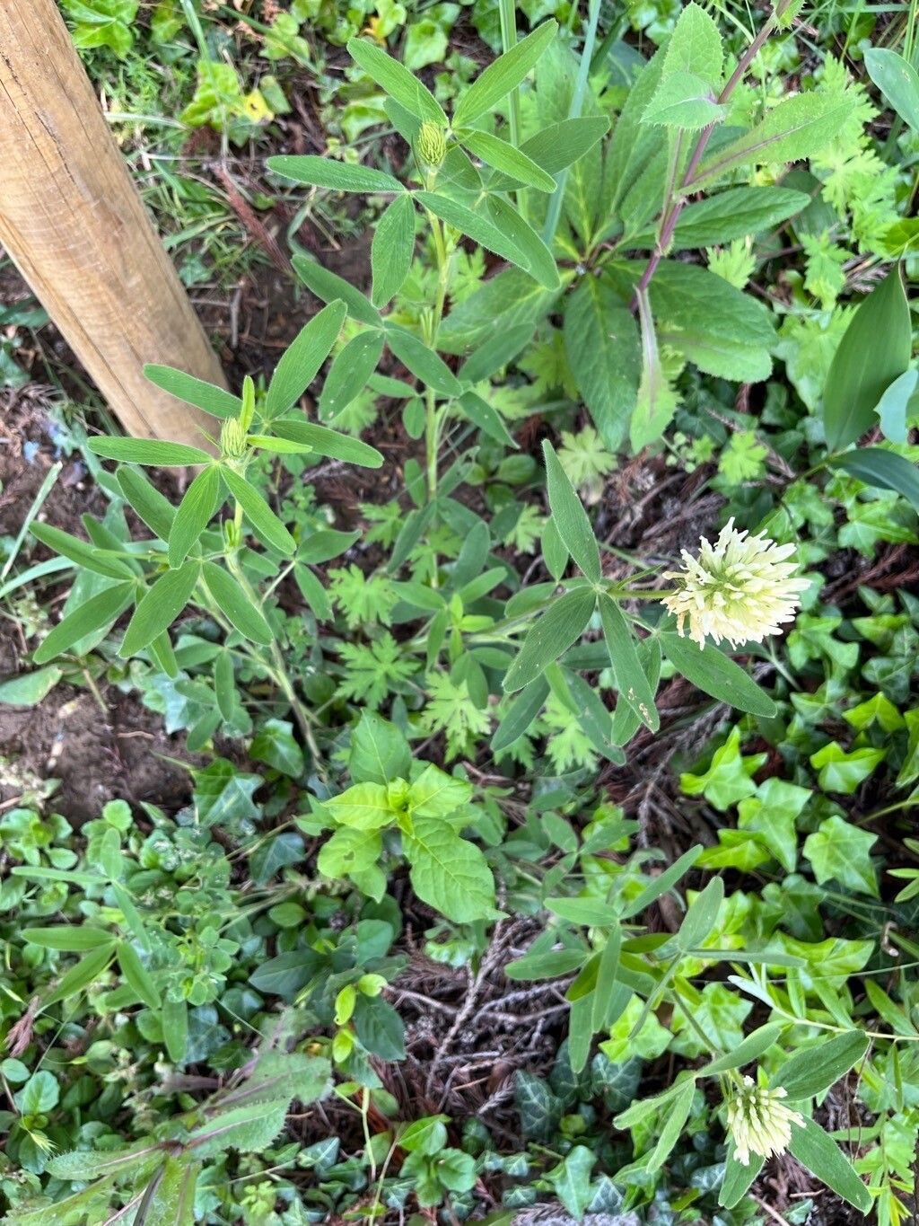 Trifolium pannonicum habit