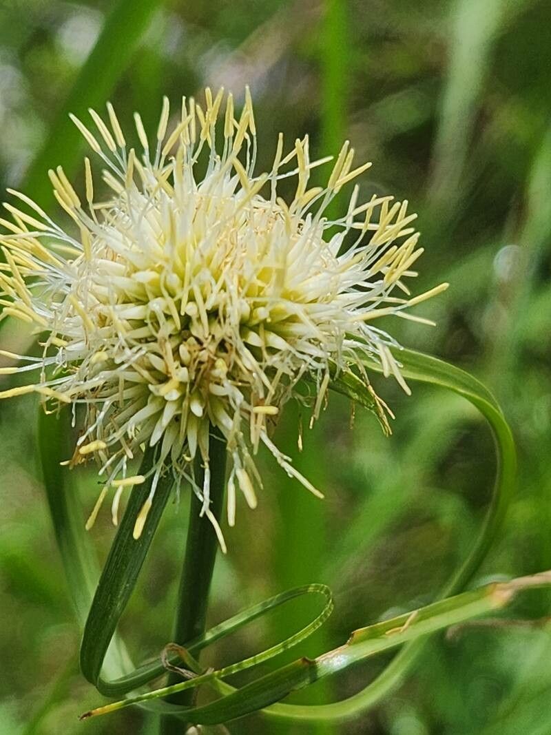 Cyperus mollipes — houseplant care guide