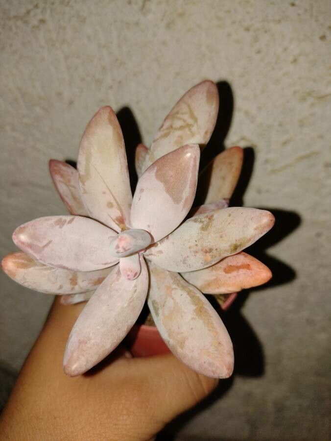 Pachyphytum werdermannii leaf