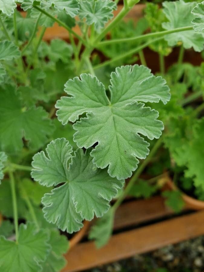 Pelargonium odoratissimum — search result for 'Geraniaceae'