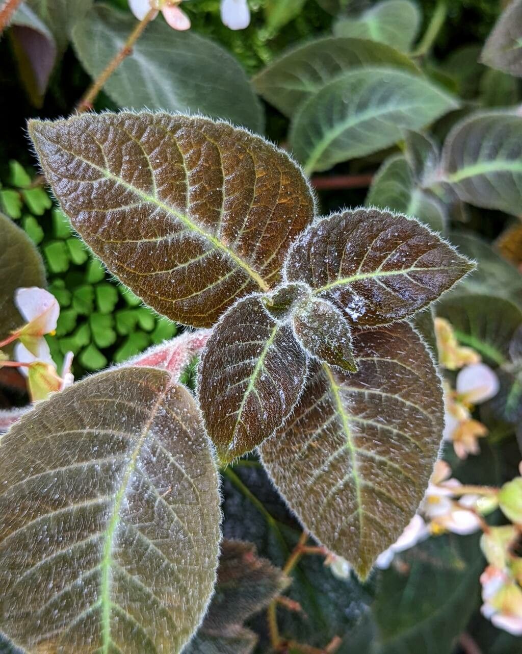 Kohleria amabilis leaf
