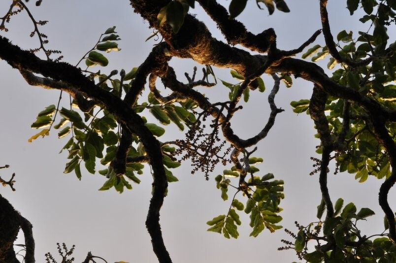 Polyscias paniculata — search result for 'Polyscias'