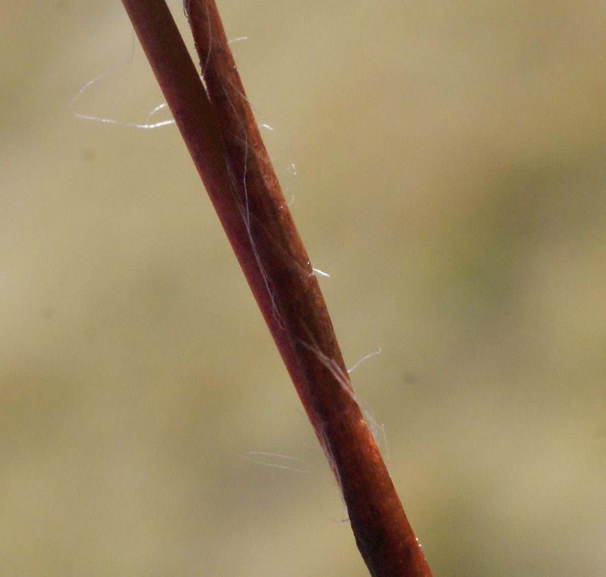 Luzula sudetica bark