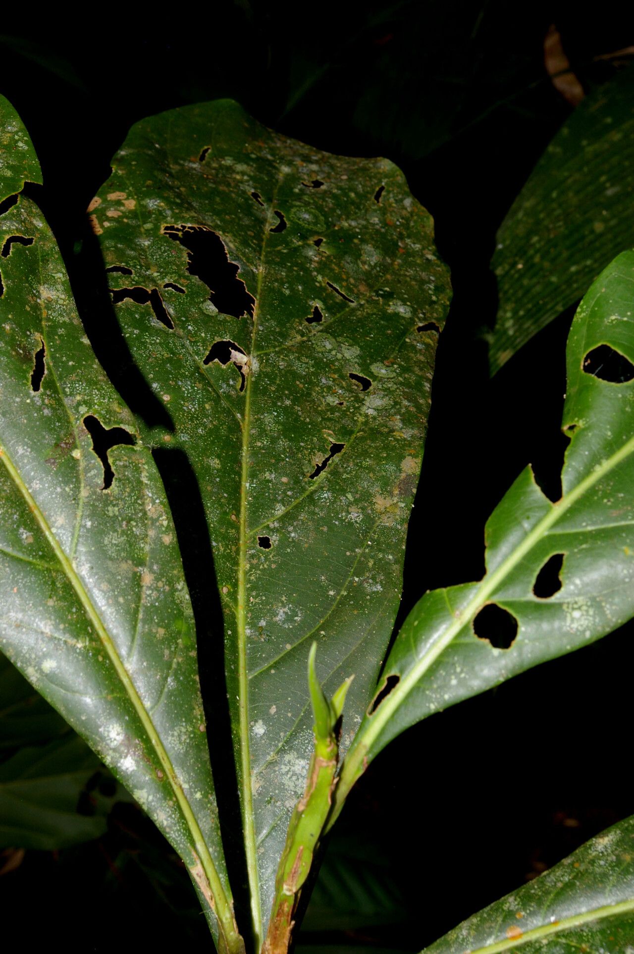 Ocotea pentagona — houseplant care guide