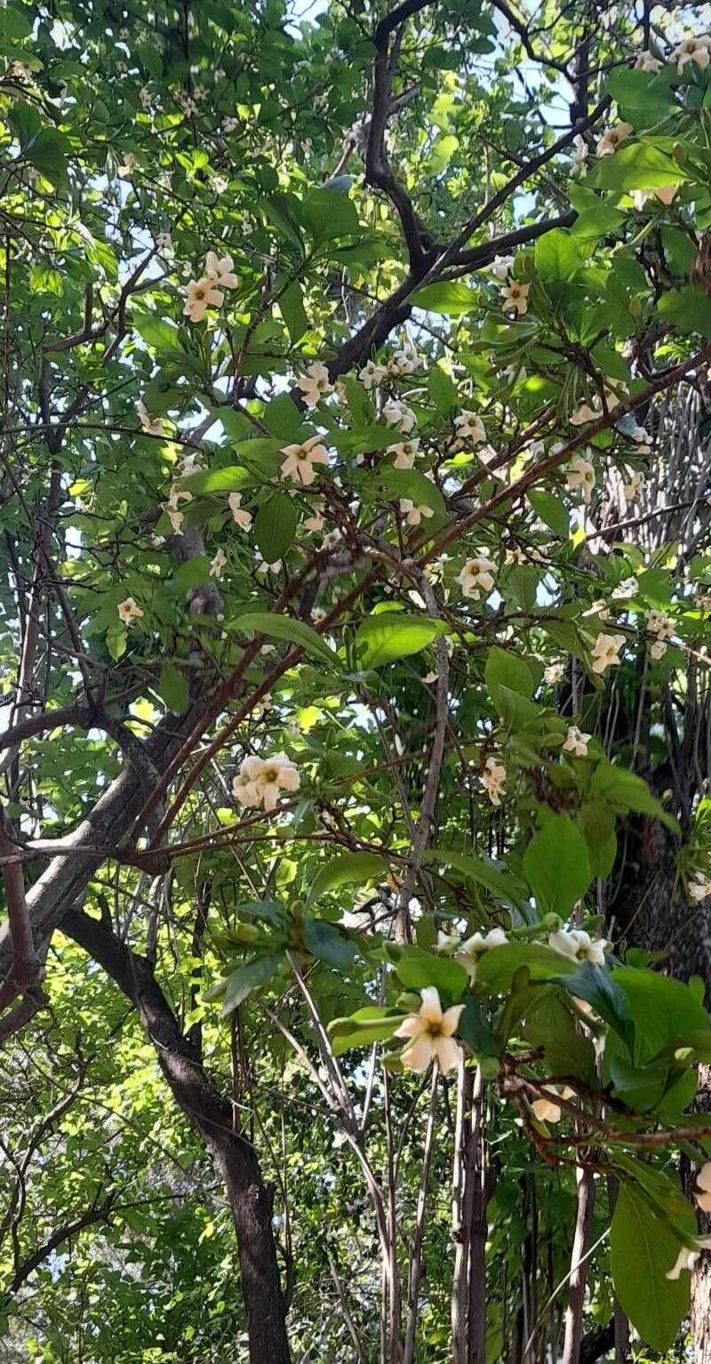 Randia echinocarpa habit